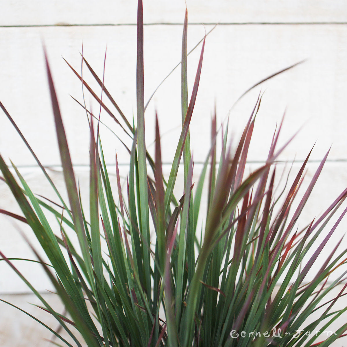 Schizachyrium Standing Ovation 1gal
