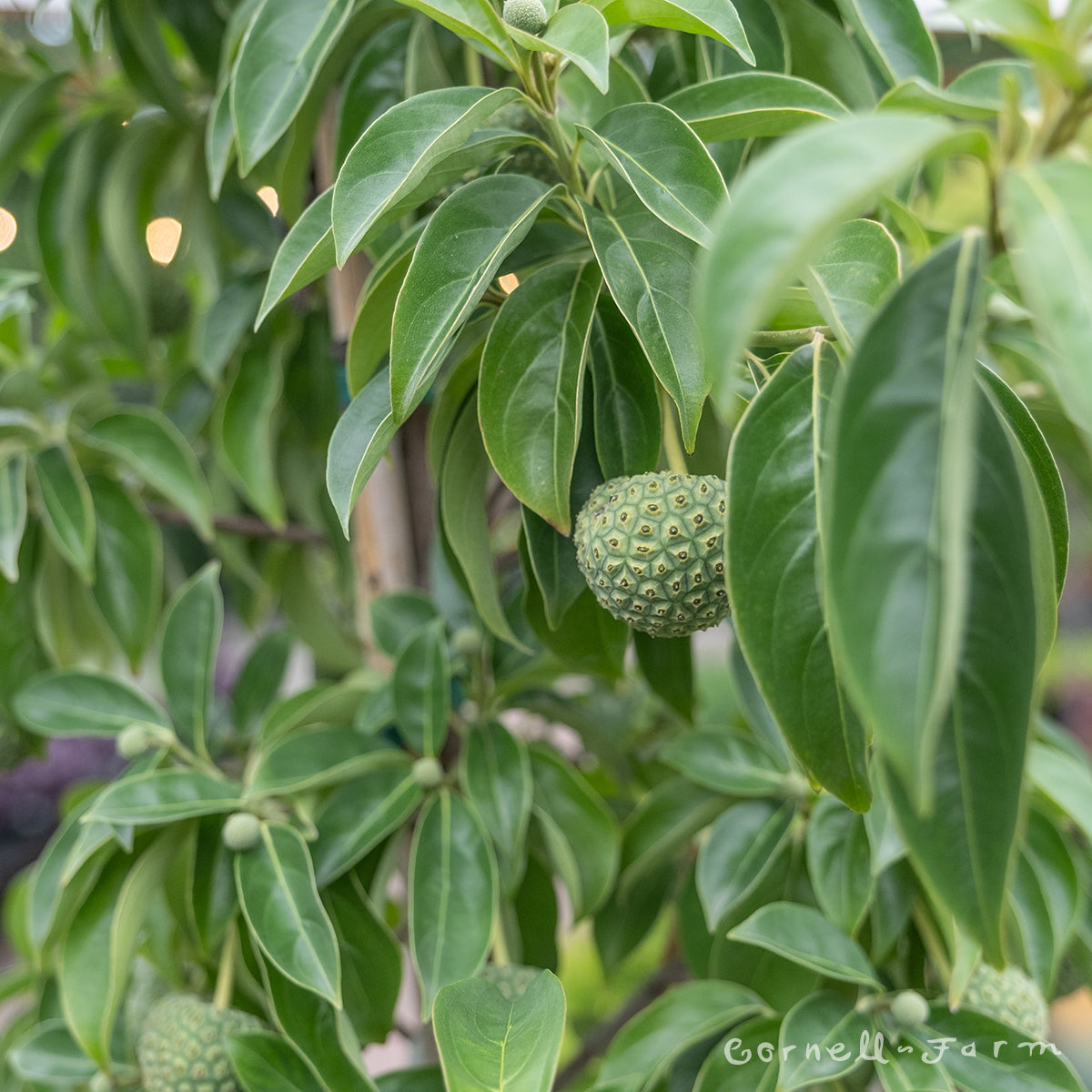 Cornus capitata Mountain Moon 6gal Evergreen Dogwood tree