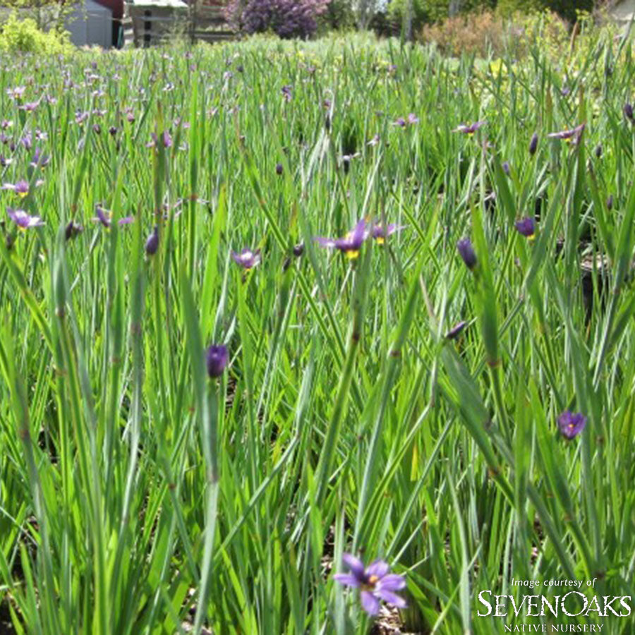 Sisyrinchium idahoense 1gal Blue-eyed Grass