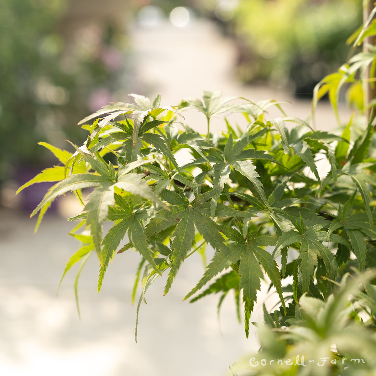 Acer p. Lima Gold 1gal STDJapanese Maple