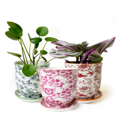 Liberte 4in Pot Skull