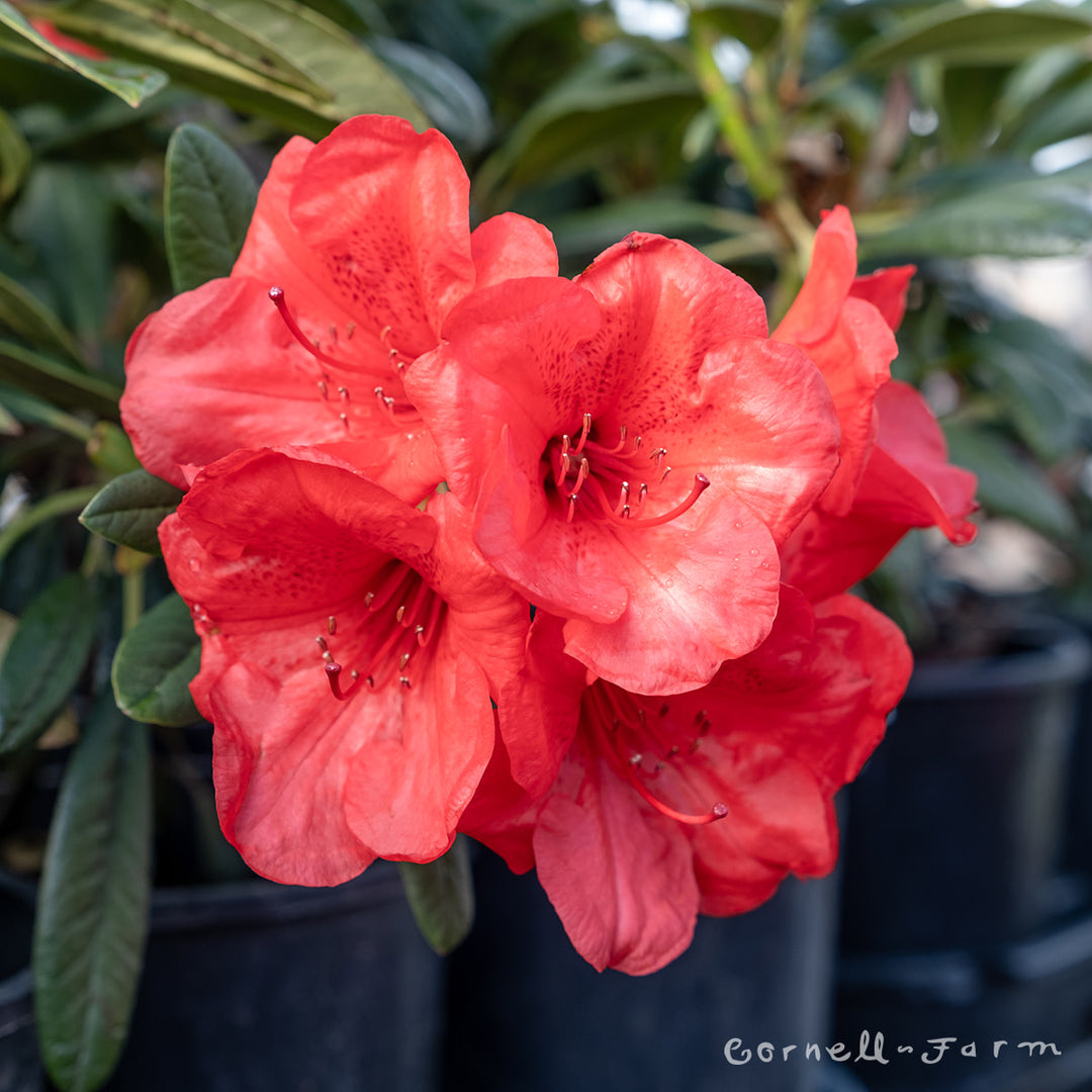 rhododendron elizabeth Rhododendron Ostbo's Red Elizabeth 2gal
