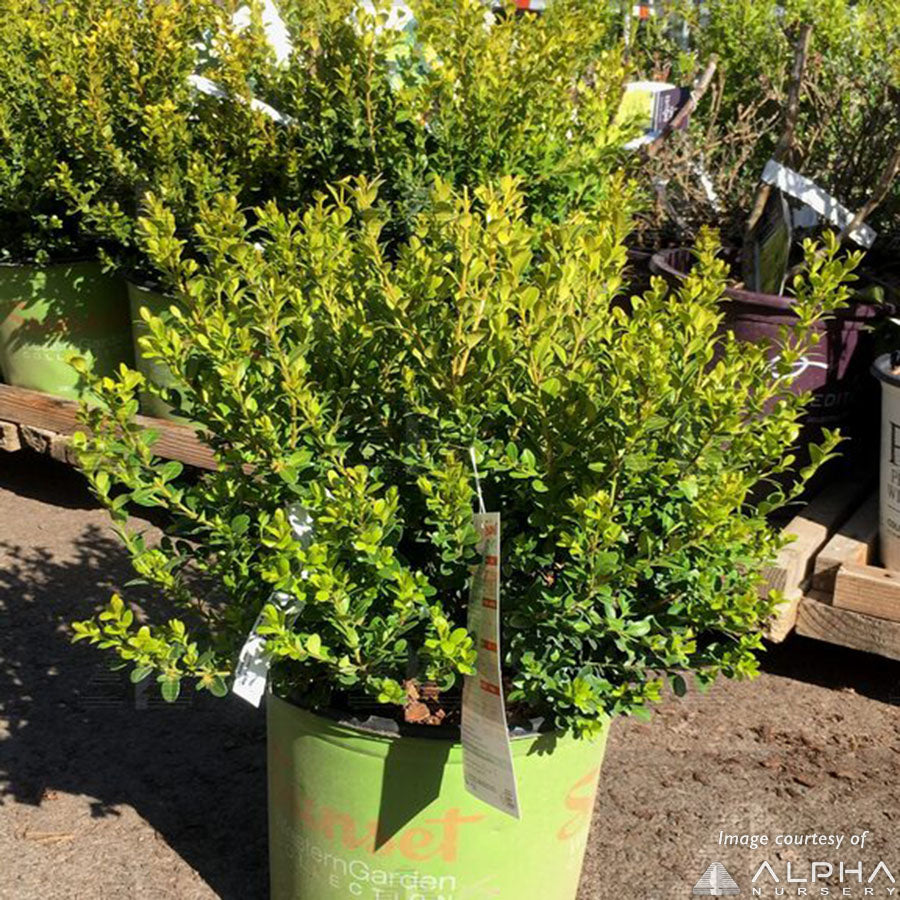 Buxus m. Baby Gem 1gal Boxwood