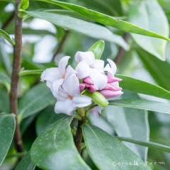 Daphne x Perfume Princess 10gal Pink