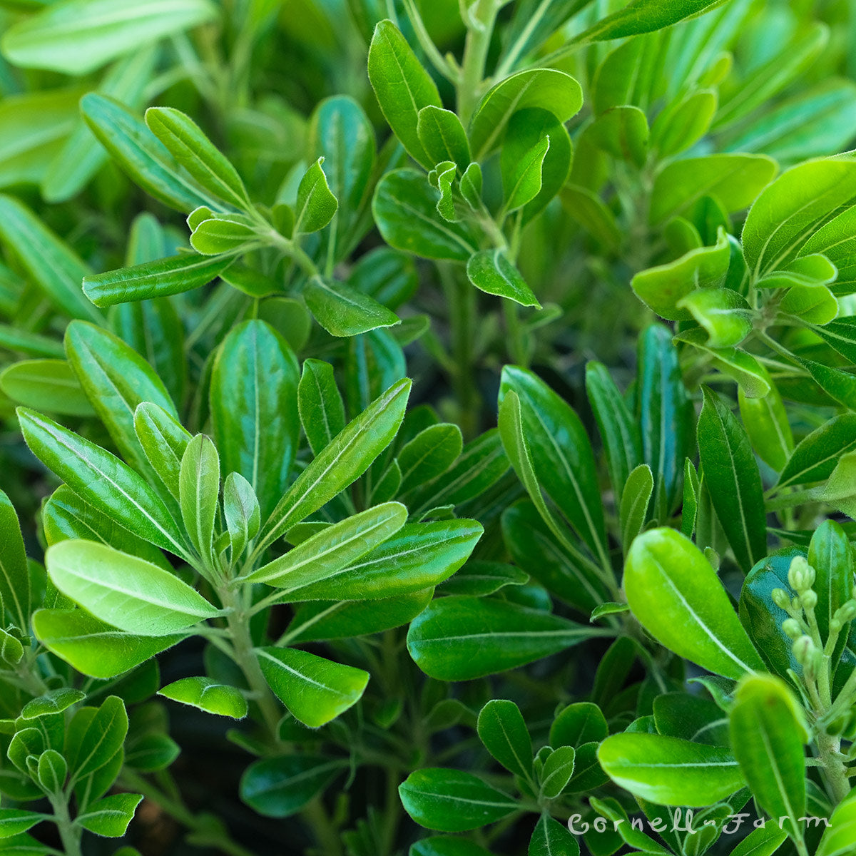 Pittosporum t. Wheelers Dwarf 5gal