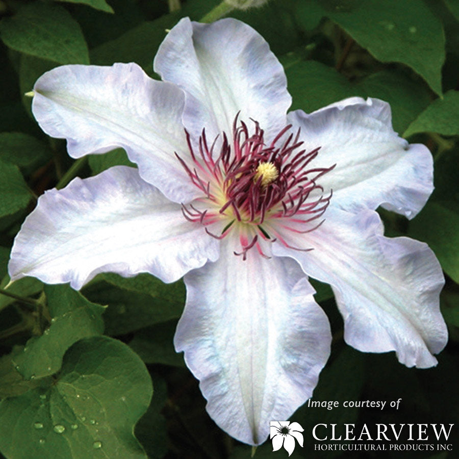 Clematis The First Lady 1gal Lavendar-Blue