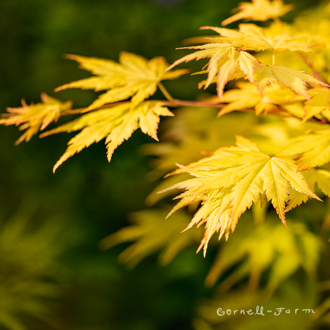 Angry Maple 英語 PSA8 Acer mono - Painted Maple - Seeds