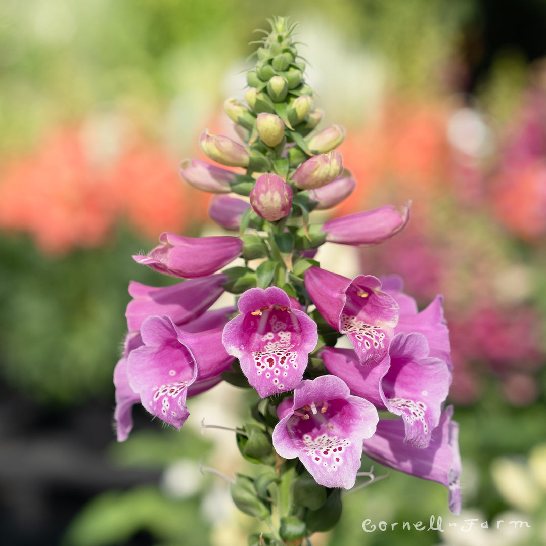 Digitalis Foxybee Pink 1gal CF – Cornell Farm
