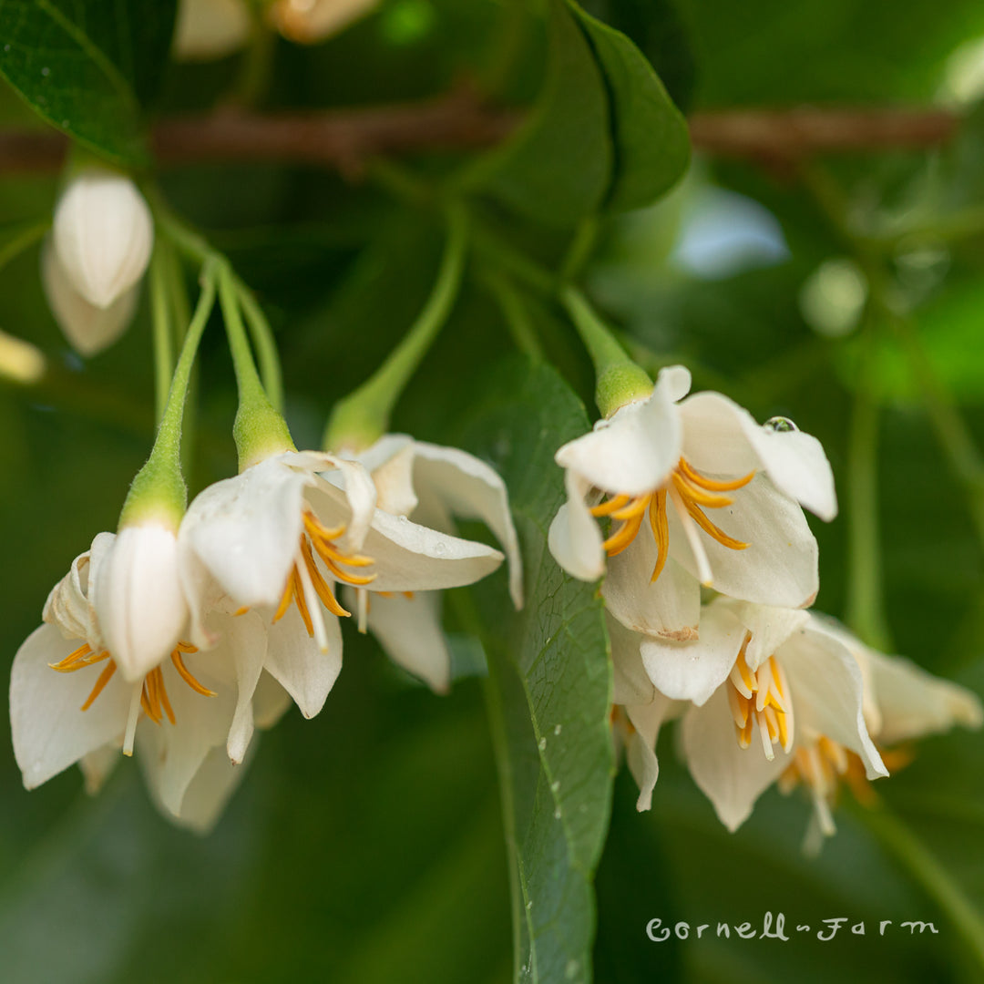 Styrax japonicus 20gal 1.5cal Snowbell Tree – Cornell Farm