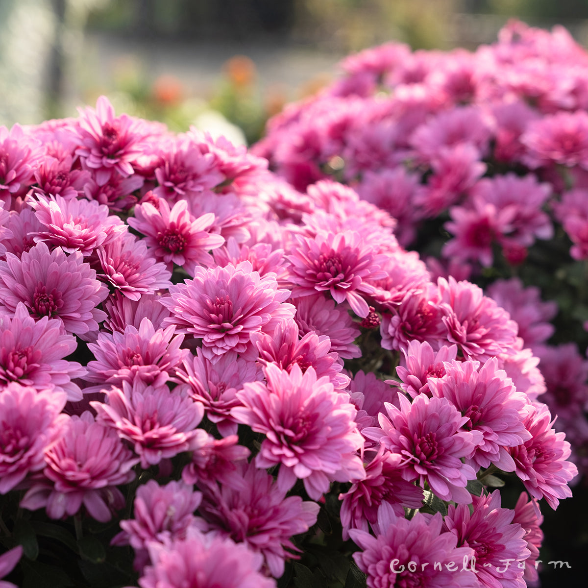 Mums Garden Qrt Pink Lav. Purple