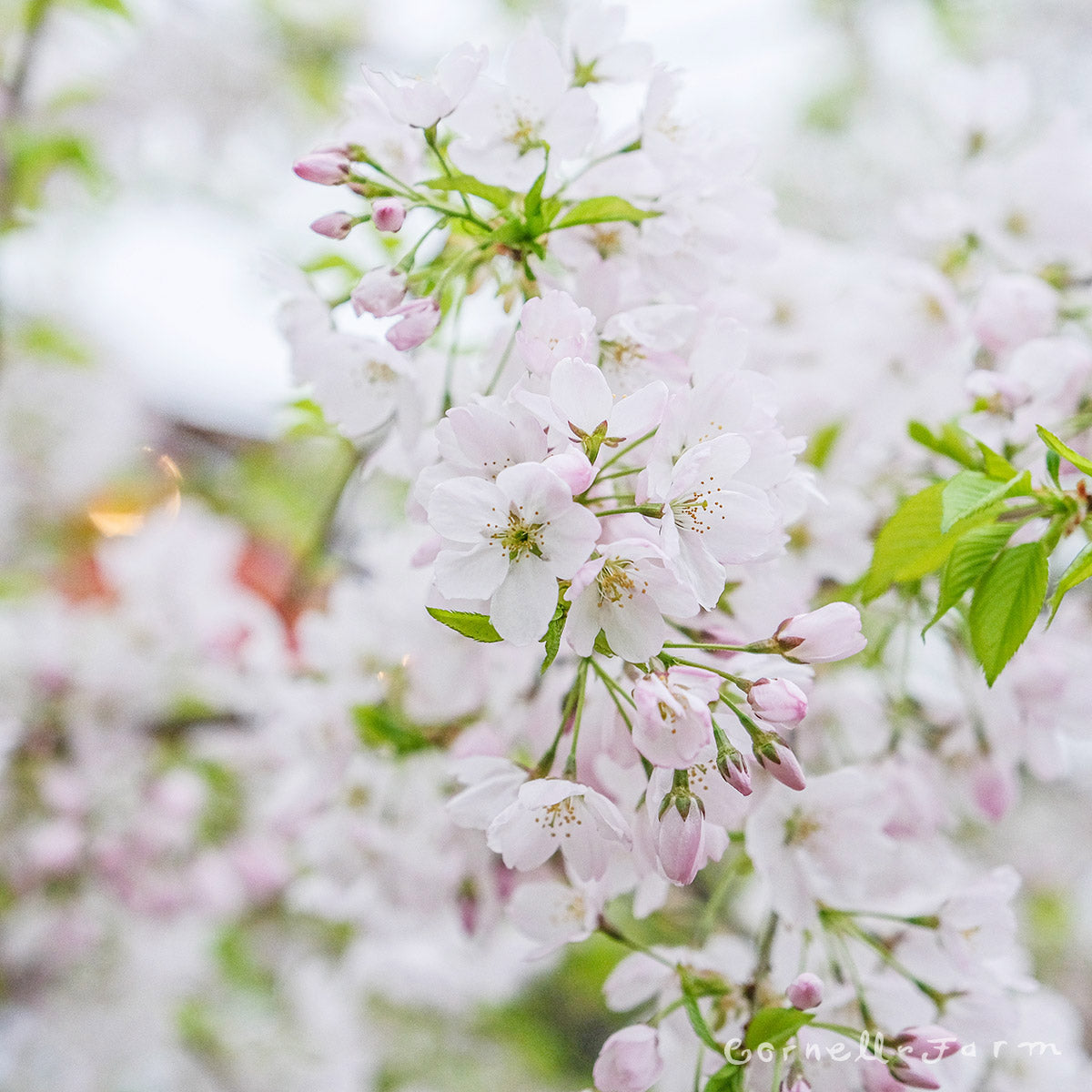 Prunus Akebono 5gal, Blush double-flowering Cherry