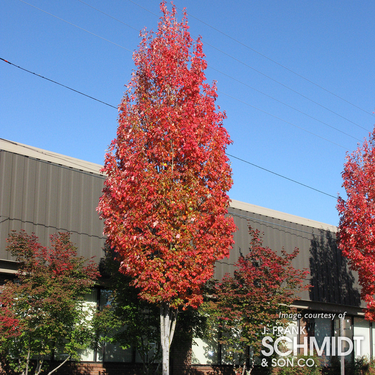 Acer r. Bowhall 5gal Red Maple