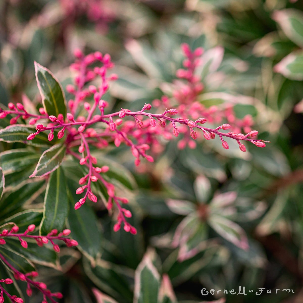 Pieris j. Little Heath 1gal