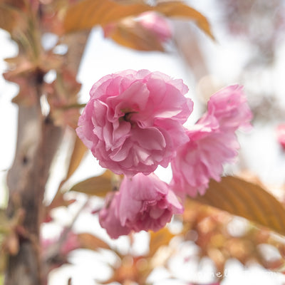 Prunus s. Kwanzan 7gal 1"cal. Ornamental Double Flowering Cherry