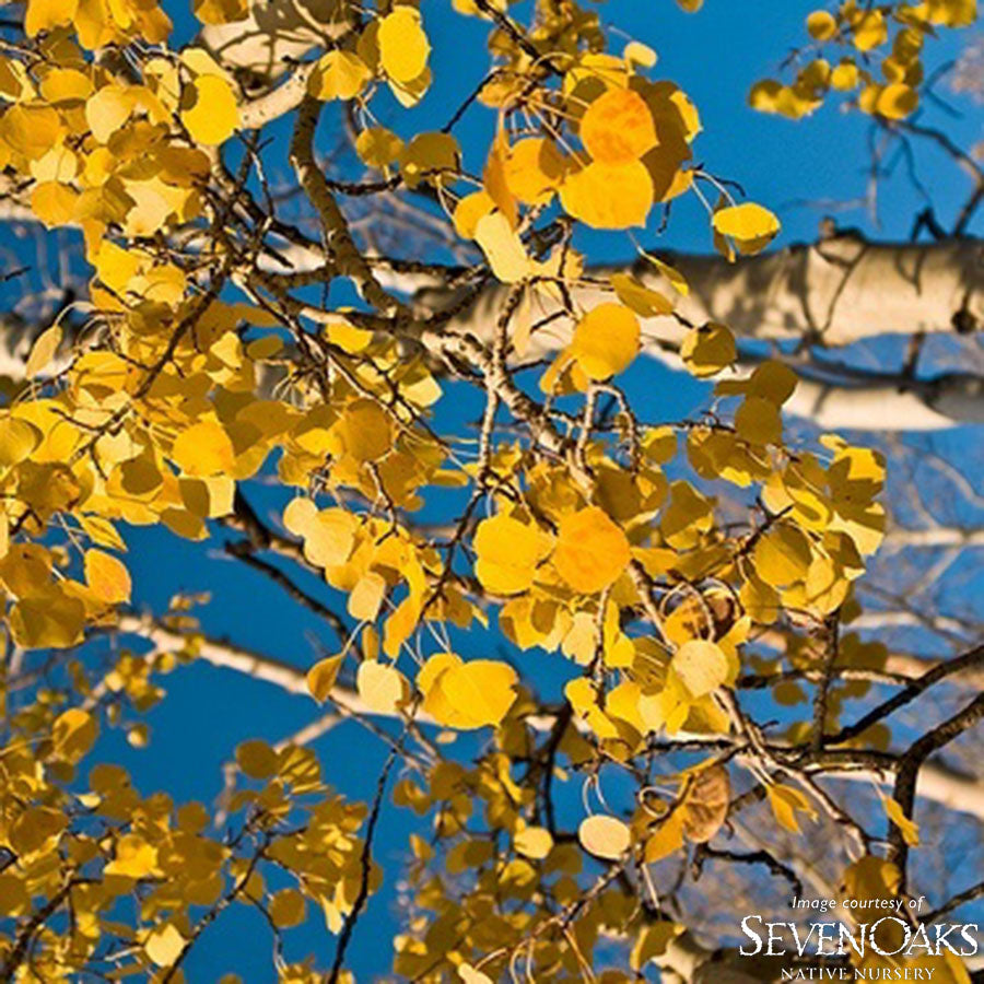 Populus tremuloides 10gal Quaking Aspen