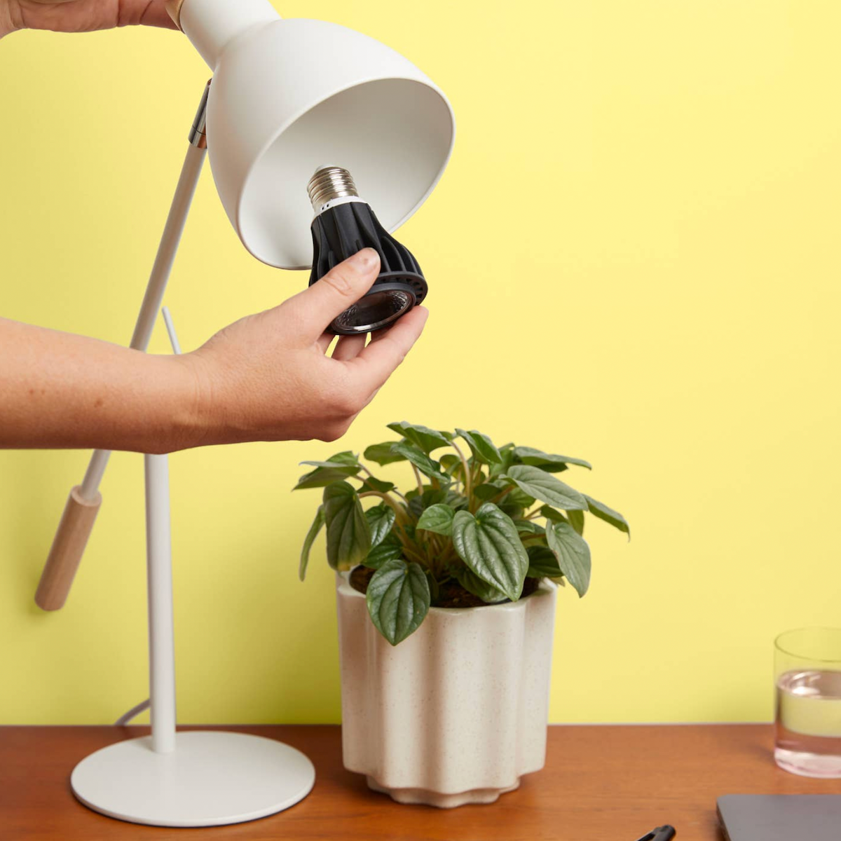 We The Wild Instant Sun Grow Bulb