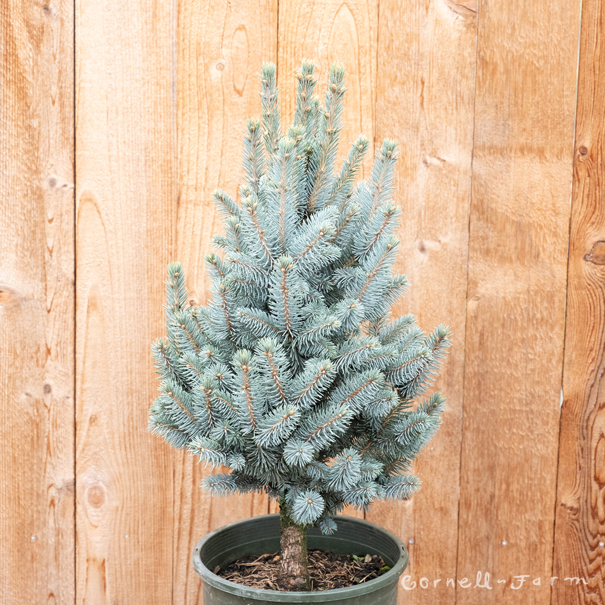 Picea p Filip's Blue Compact 1gal 9-12in Colorado Blue Spruce