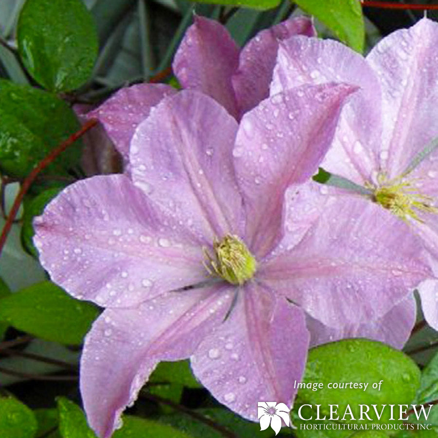 Clematis Comtesse de Bouchard 1gal