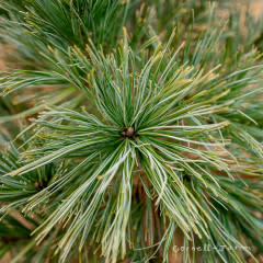 Pinus f. Vanderwolf's Pyramid 1gal 9-12" Limber Pine
