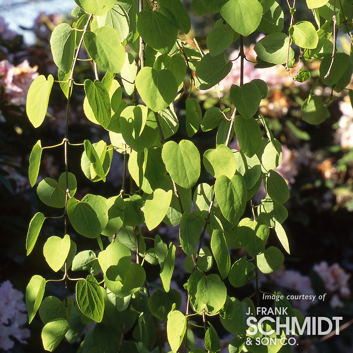 Cercidiphyllum j. 15gal Katsura Tree