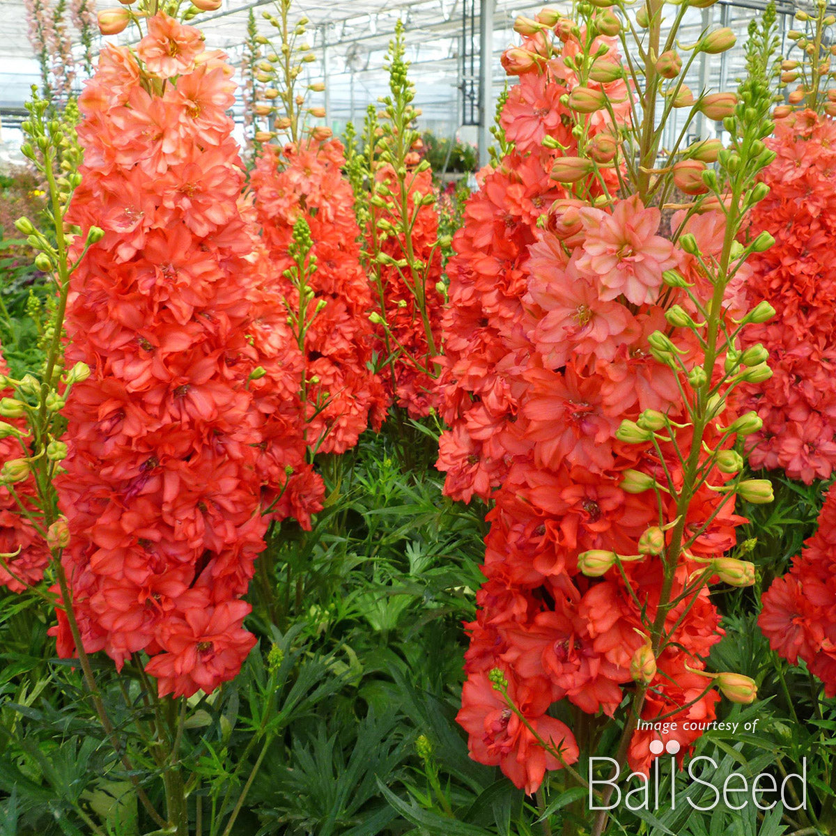 Delphinium Red Lark 1gal CF