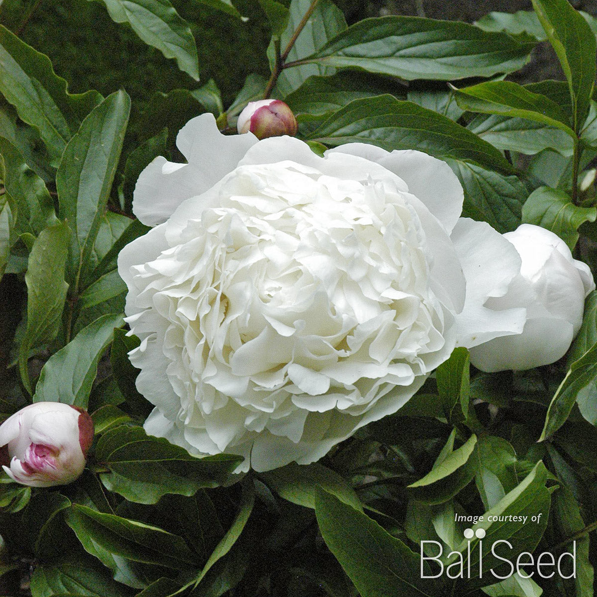 Paeonia White Sarah Bernhardt 2gal Peony CF