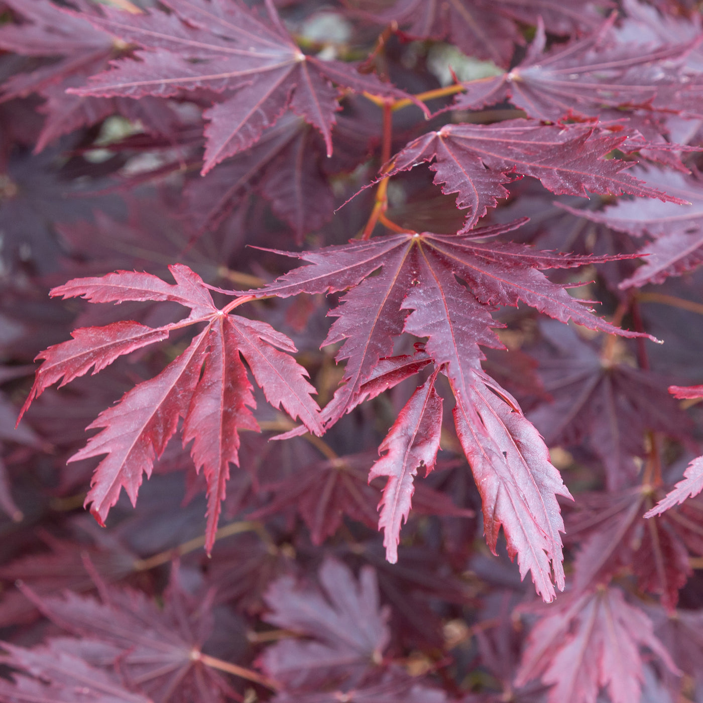 Acer x pse. Alpenglow 15gal Korean Maple