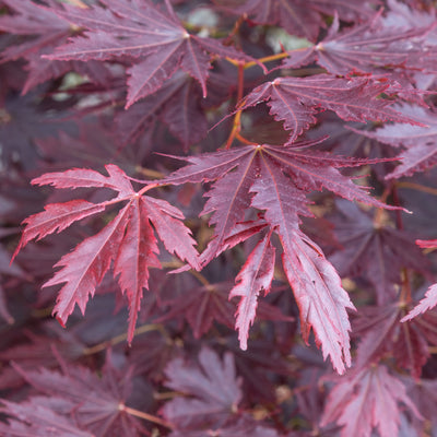 Acer x pse. Alpenglow 15gal Korean Maple