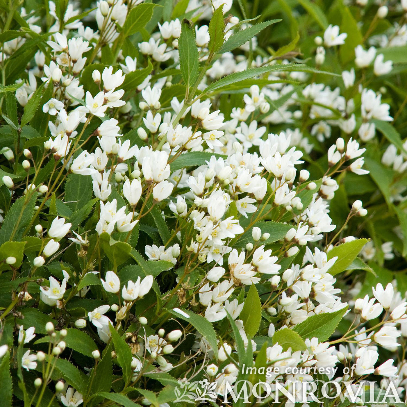 Deutzia g. Nikko 1gal