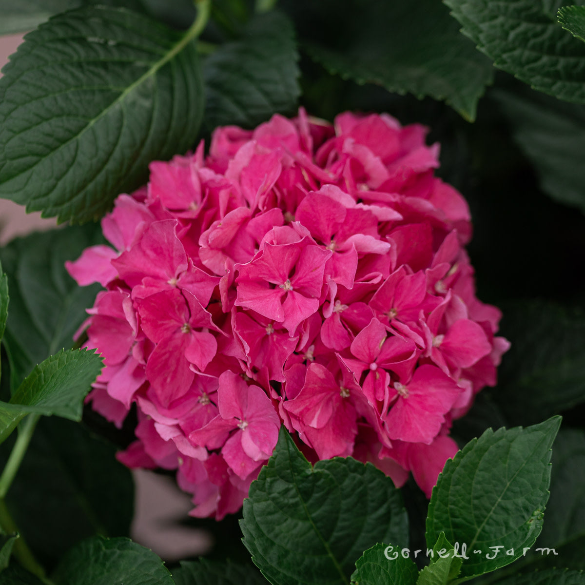 Hydrangea m. Red Sensation 6gal