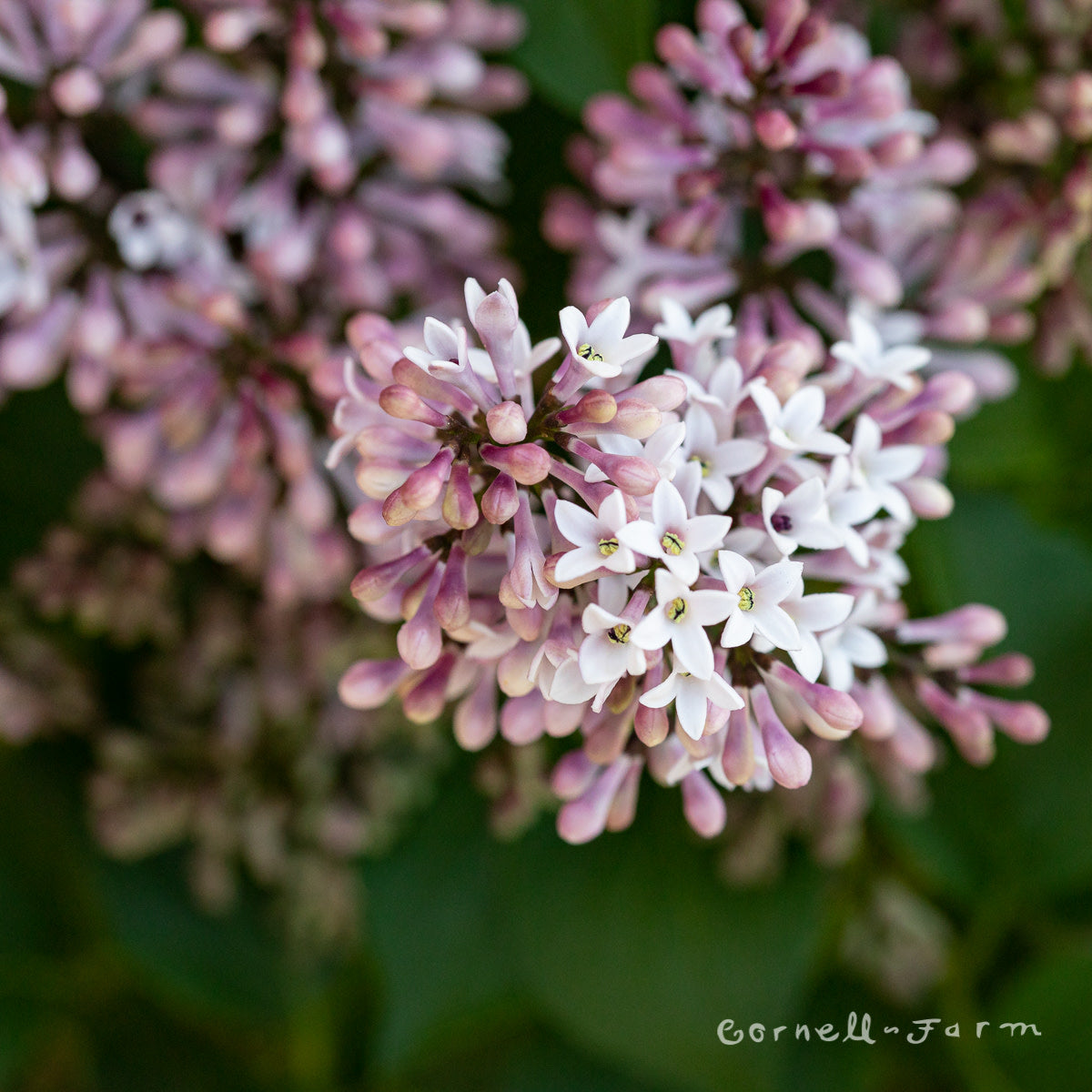 Syringa Little Darling 2gal PT Lilac Tree