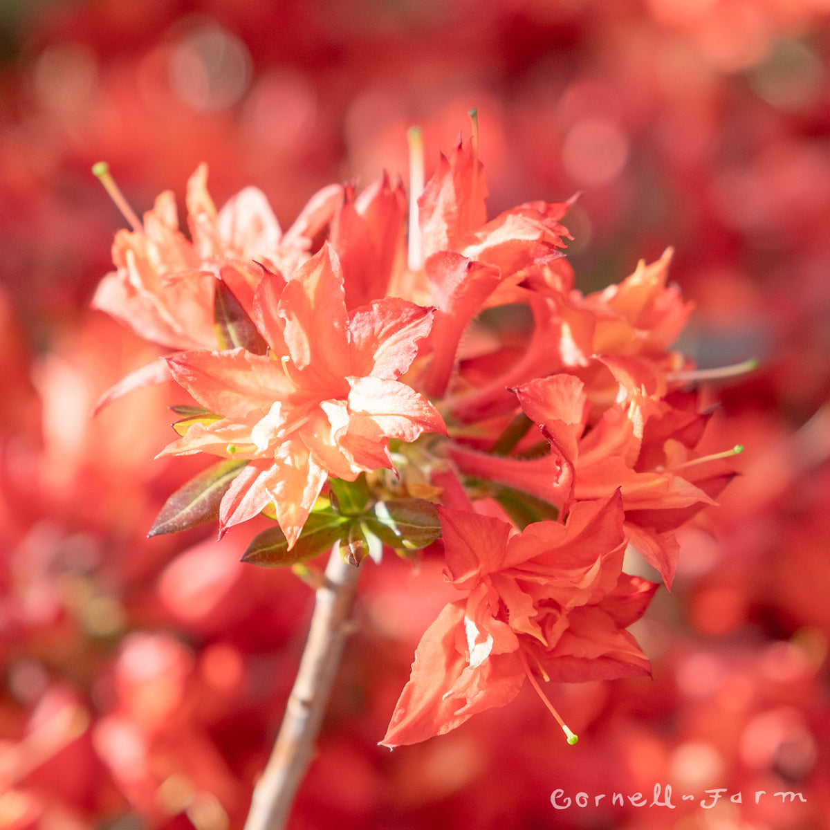 Azalea Electric Lights Red 2gal Deciduous Azalea