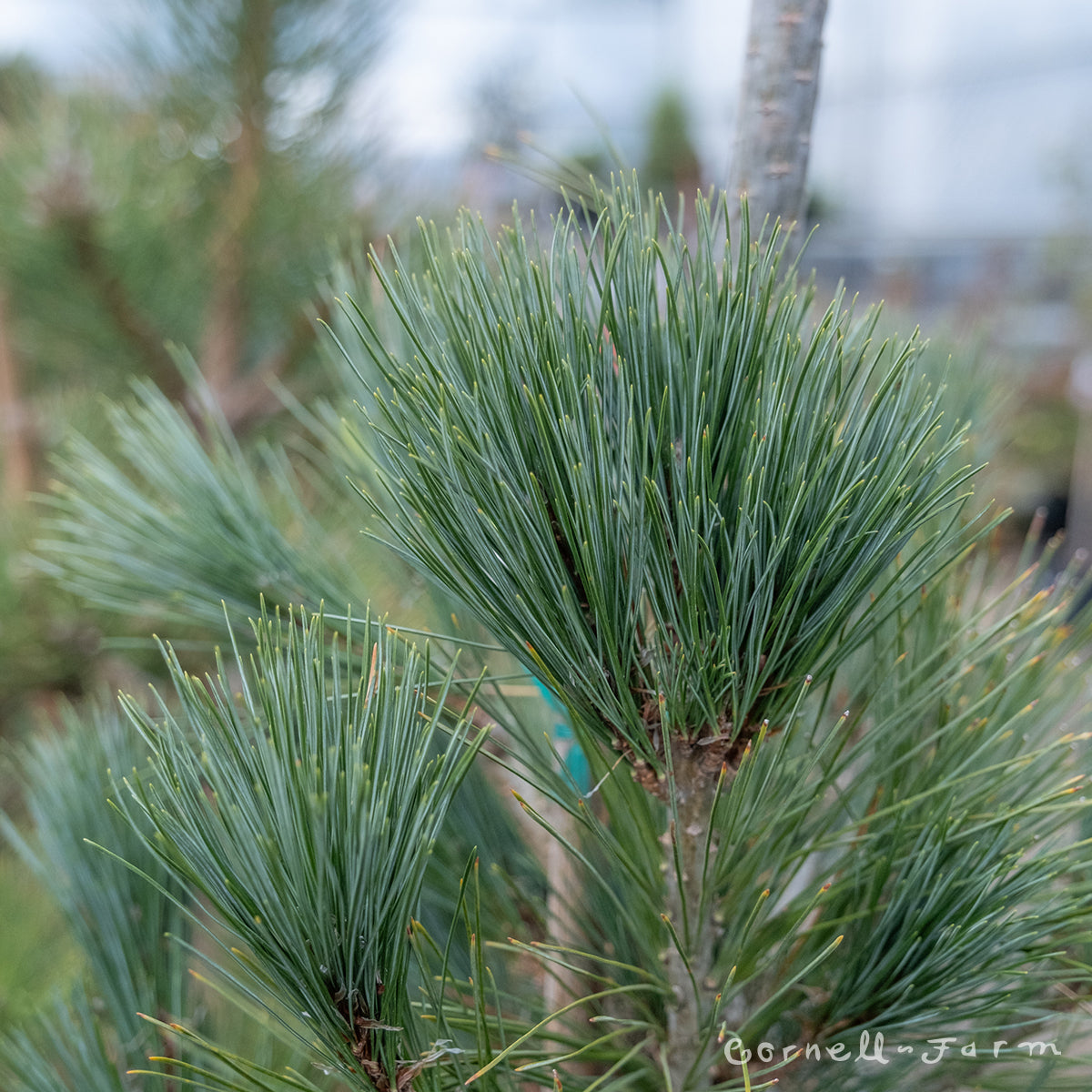 Pinus cembra Silver Whispers 10gal Stone Pine