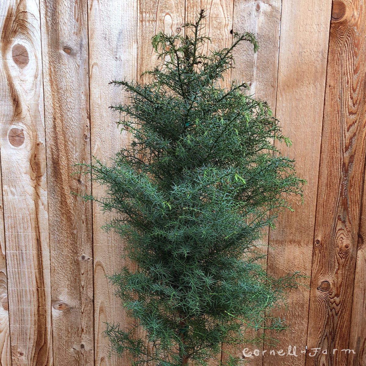 Cryptomeria j. Elegans 5gal