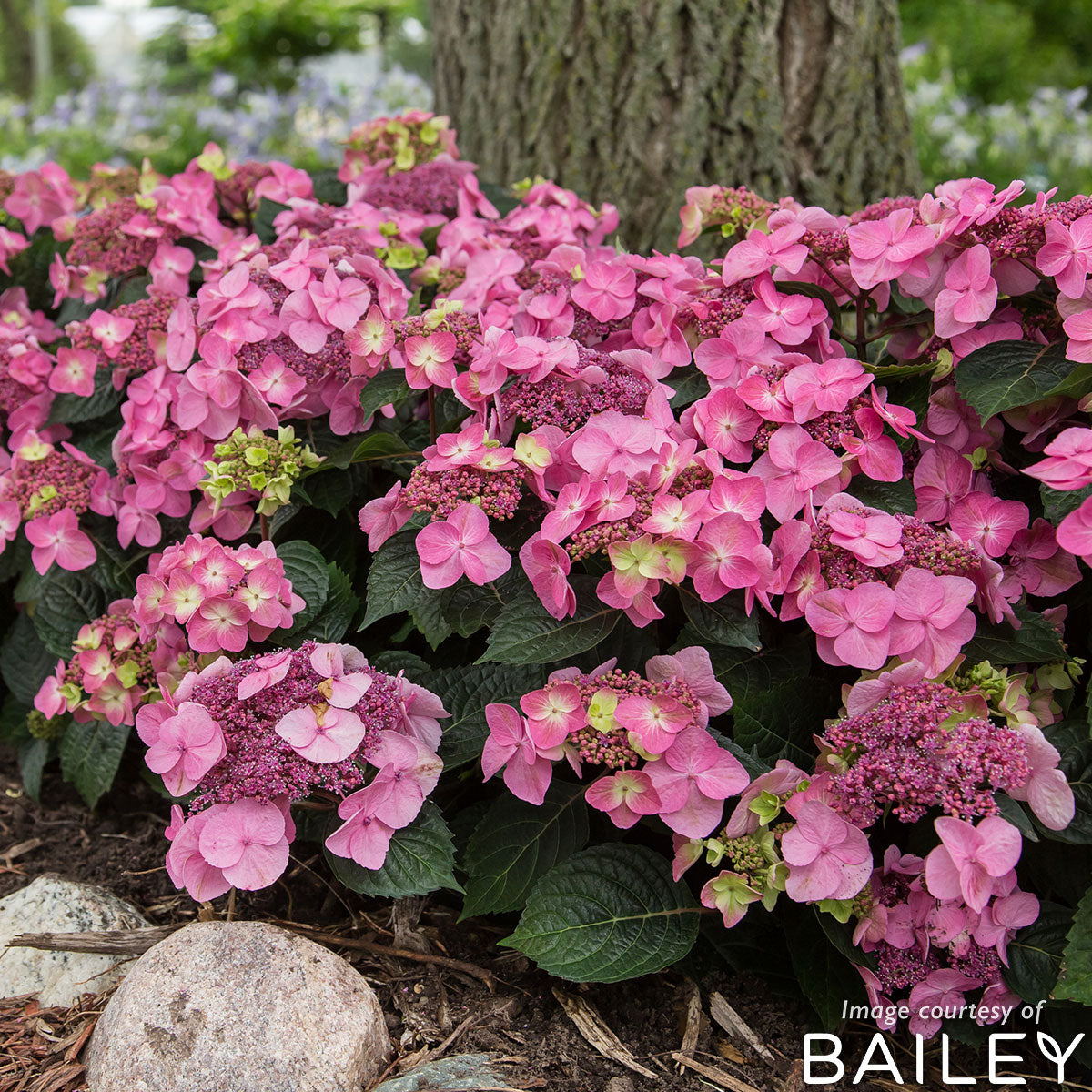 Hydrangea m. Endless Summer Pop Star 5gal