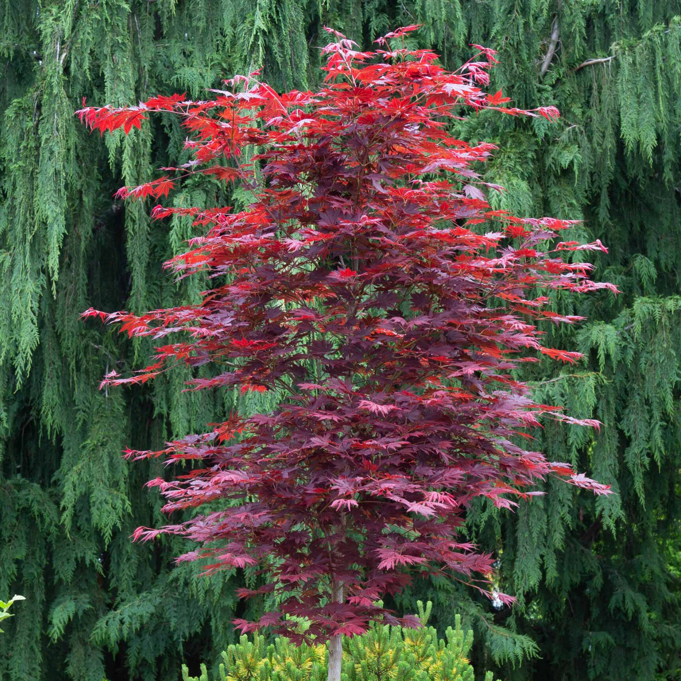 Acer x pse. Alpenglow 15gal Korean Maple