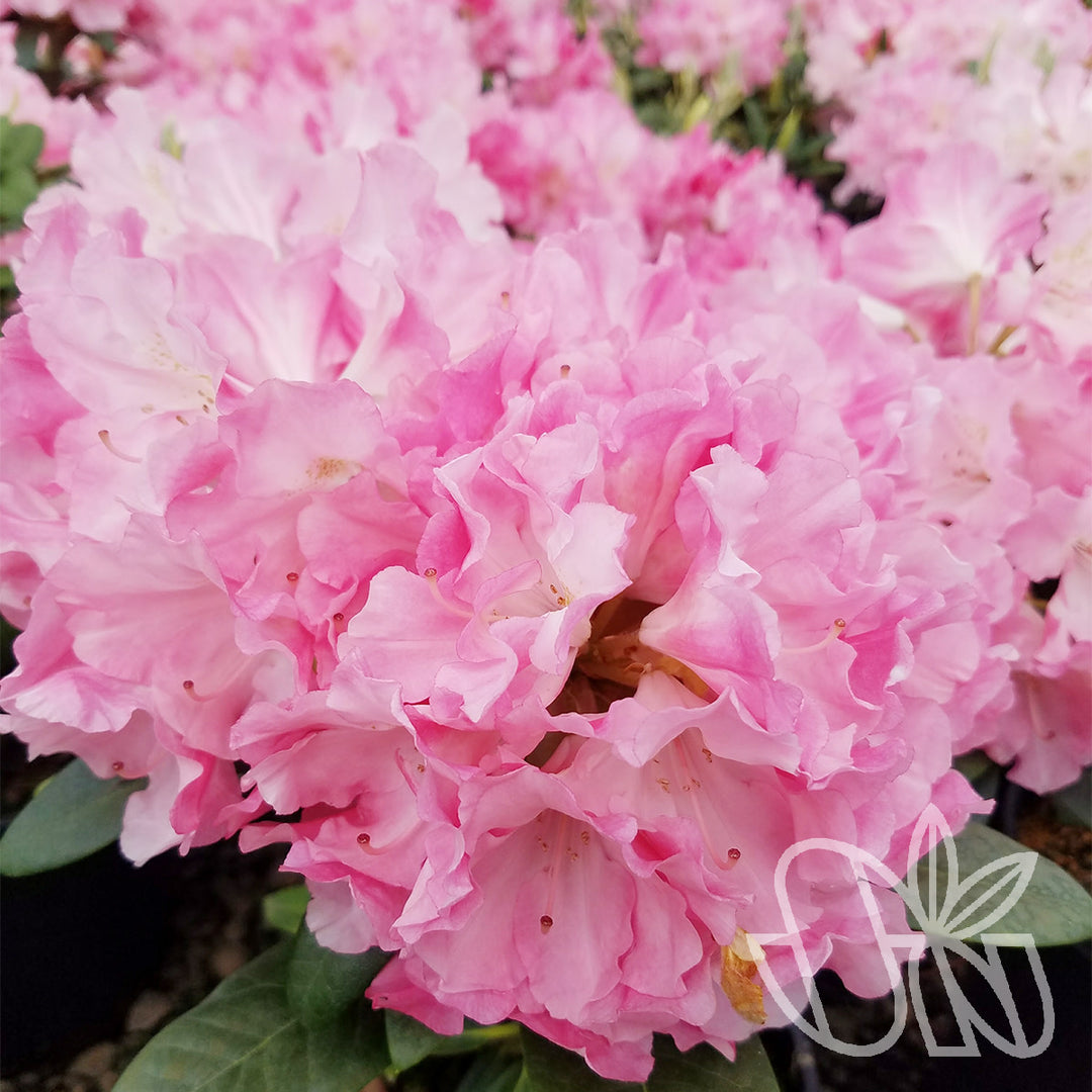 Rhododendron Yaku Prince 24-30in Pink