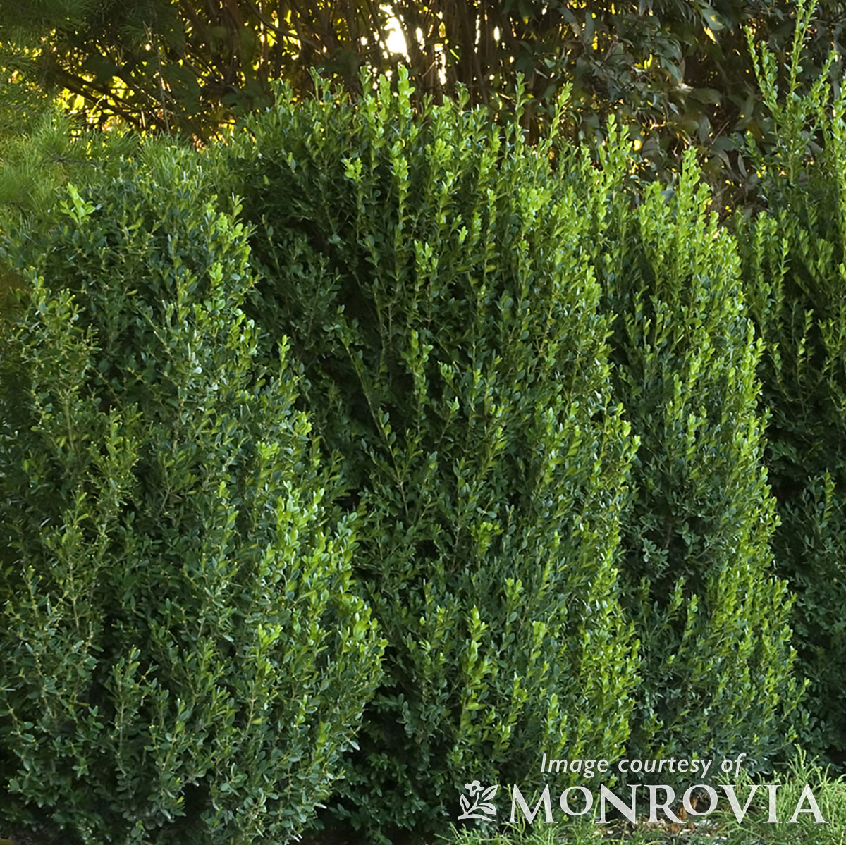 Buxus Green Mountain 5gal Pyramid Boxwood Topiary – Cornell Farm