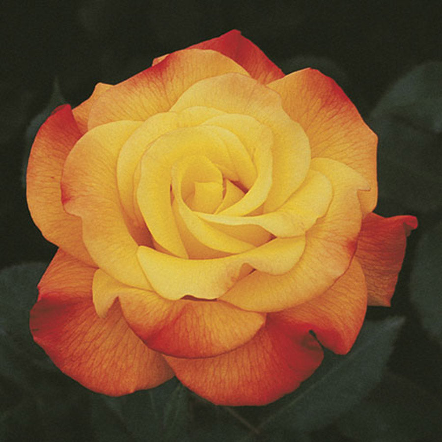 Rose Rio Samba 5gal Hybrid Tea