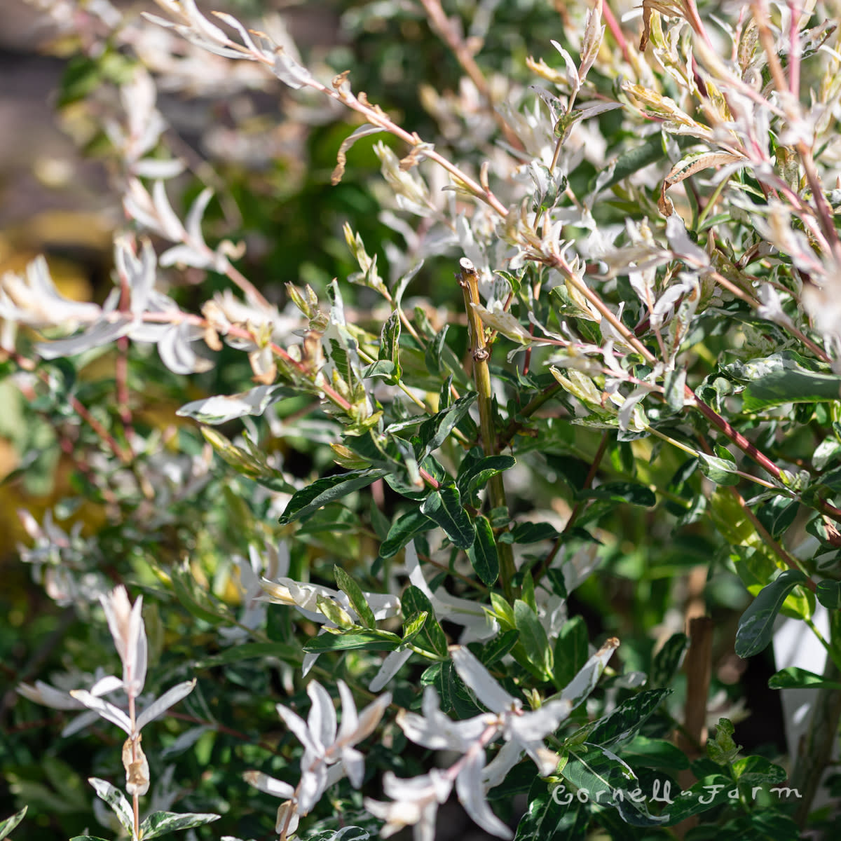 Salix i. Hakuro Nishiki 15gal PT Dappled Willow