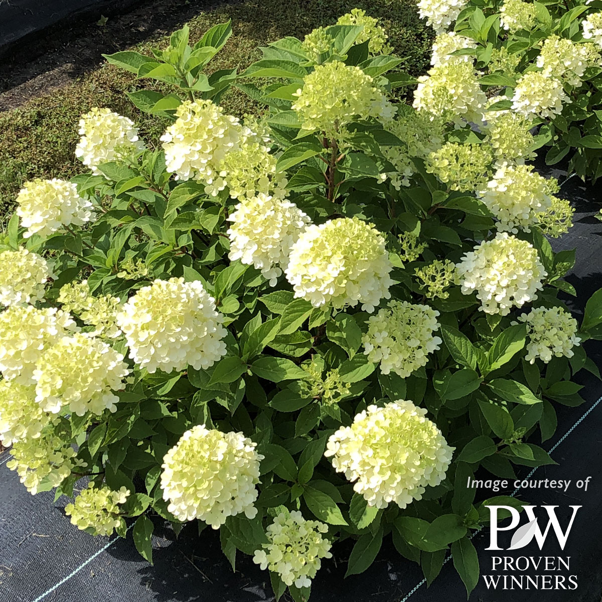 Hydrangea Fire Light Tidbit 2gal