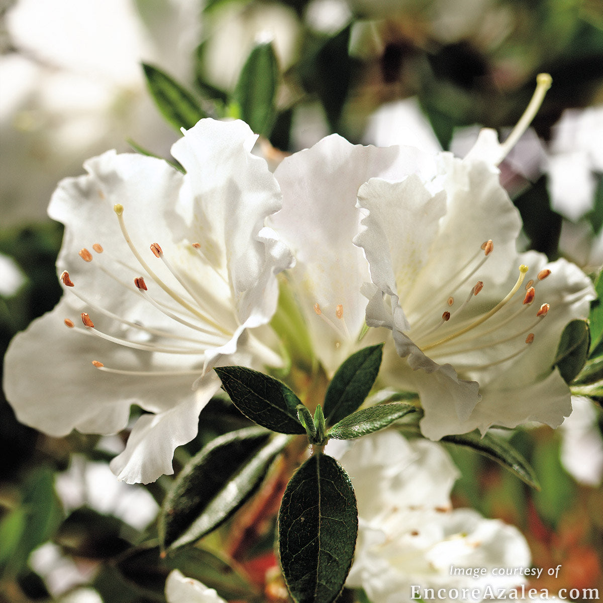 Azalea Autumn Angel 1gal Encore Azalea