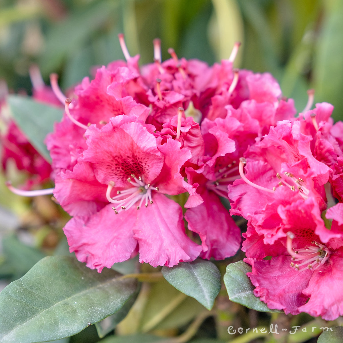 Rhododendron Besse Howells 21-24" Red