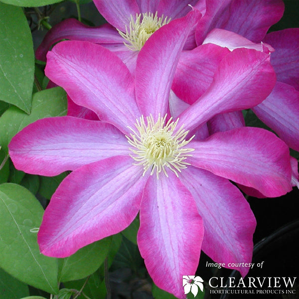 Clematis Pink Champagne 5gal Pink