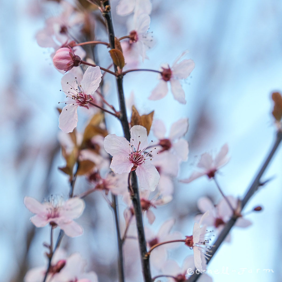 Prunus Krauter Vesuvius 15gal, Ornamental Purple Leaf Plum 1.5in