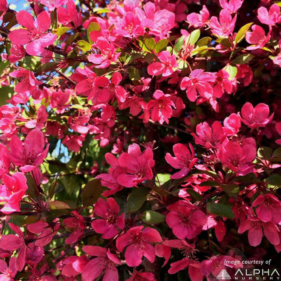 Malus Prairiefire 15gal Crabapple