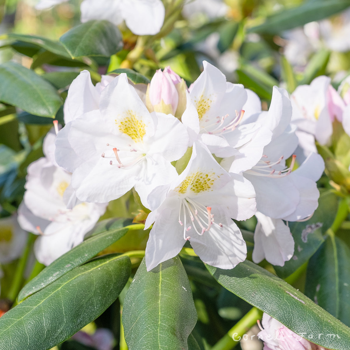 Rhododendron Catawbiense Album 24-30in