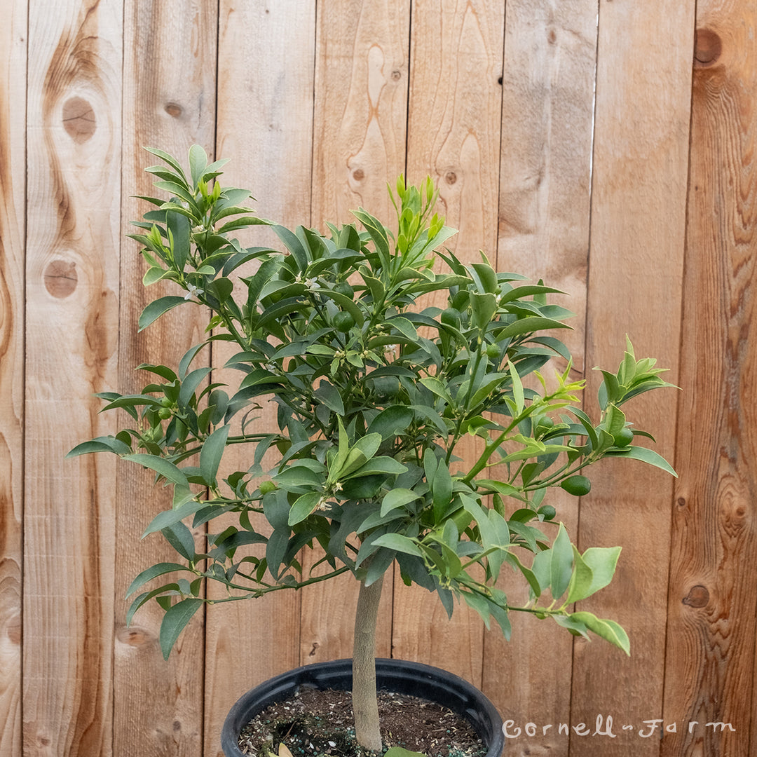 Citrus kumquat Nagami 5gal – Cornell Farm