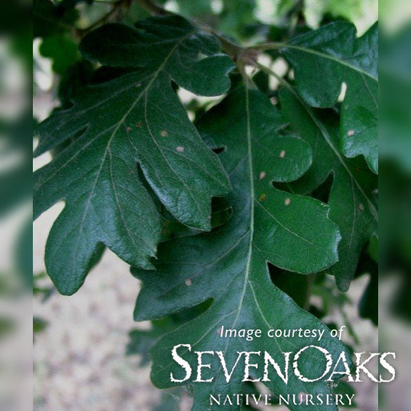 Quercus garryana 3gal Oregon White Oak