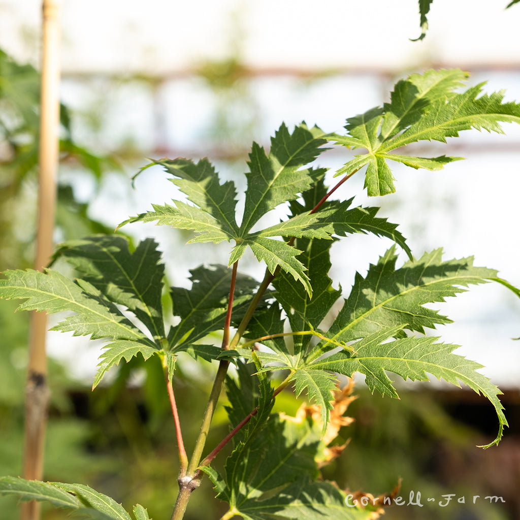 Acer p. Kihachijo 1gal Japanese Maple – Cornell Farm